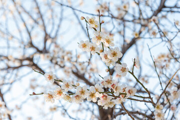 매화