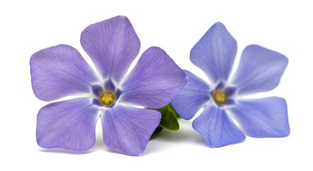 Obraz premium Periwinkle Pair: Delicate Floral Study AI Generated