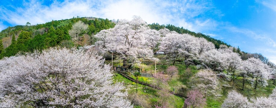 ひょうたん桜と満開の桜が織りなす春景色｜高知県仁淀川町