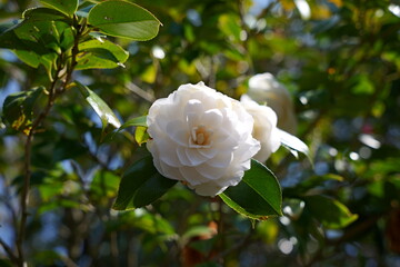 宮崎県宮崎市椿山森林公園の椿