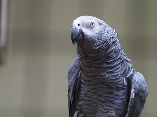 Congo African Grey Parrot
