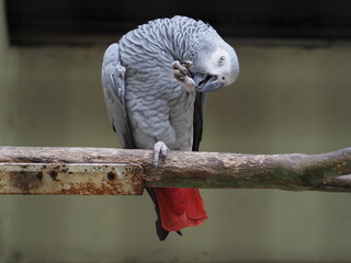 Congo African Grey Parrot