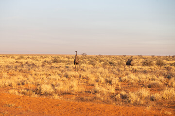 emu standing in a yellow and dry grassy field with clear blue sky during daytime