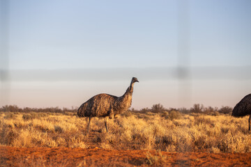 emu standing in a yellow and dry grassy field with clear blue sky during daytime