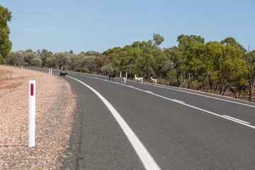 Feral goats roam near a rural Australian highway, surrounded by native bushland under a clear blue sky