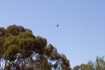A bird of prey soaring high above eucalyptus trees under a clear blue sky in the Australian outback