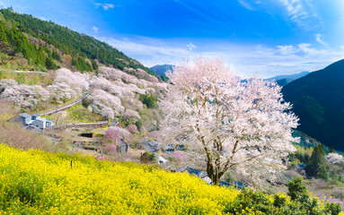 ひょうたん桜と満開の桜が織りなす春景色｜高知県仁淀川町
