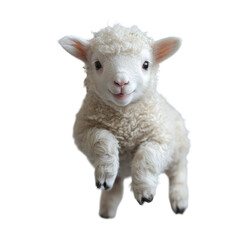 Adorable Baby Lamb Jumping Playfully in Bright Studio Environment on White background