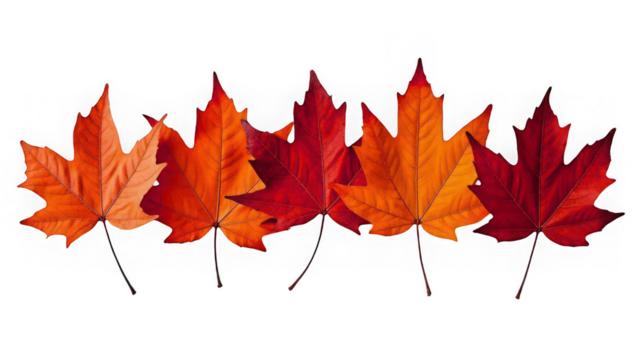 Autumn leaves fall foliage background maple leaf season color