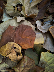 Leaves fall on the ground.