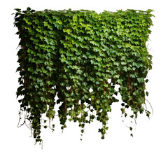 Fototapeta premium A dense ivy-covered wall with intricate leaf textures.