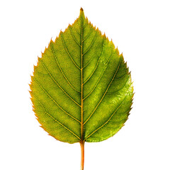 Obraz premium A dew-covered leaf in the early morning light with a soft glow