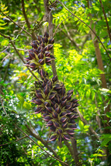 Obraz premium 奄美大島の植物, ウジルカンダ(イルカンダ)の花,春、