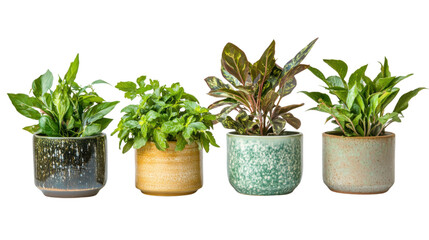 Obraz premium rosemary in a pot isolated on white background 