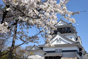 Cherry blossom and old castle in Japan / 満開の桜の花と日本の戦国古城(岡崎城)