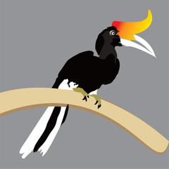 Obraz premium Vector image of a rhinoceros hornbill perched on a branch, Rhinoceros Hornbill, Indonesia. simple vector design.