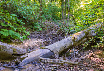 Obraz premium unexplored and protected places in the wild, impenetrable thickets, biological layer of biogeocenosis, close-up