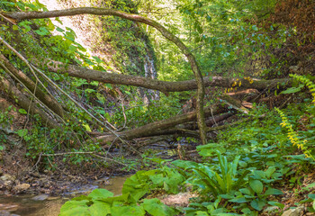 unexplored and protected places in the wild, impenetrable thickets, biological layer of biogeocenosis, close-up