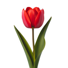 Naklejka premium Red Tulip: A vibrant red tulip, perfectly captured against a crisp backdrop, stands as a beacon of spring's arrival, and pure beauty in full bloom.