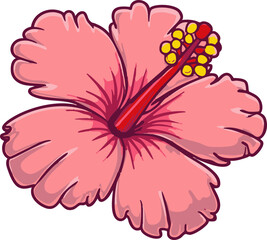 Pink hibiscus flower
