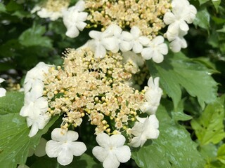 Cluster of white viburnum flowers with lush green leaves in garden