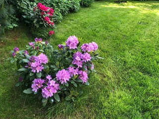 Naklejka premium Lush garden with vibrant purple and red rhododendrons in full bloom