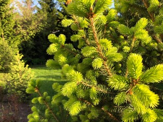 Lush green pine tree branches in sunlit garden