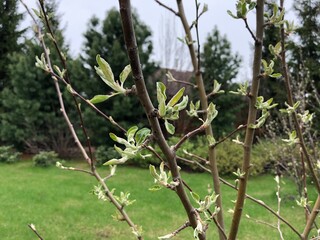 Early spring tree branch with budding leaves in lush green garden