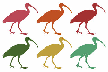 set of Eudocimus Bird silhouette vector illustration