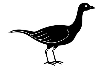 Eudocimus Bird silhouette vector illustration