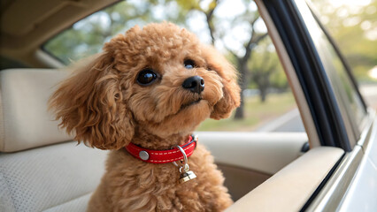 Car Companion: Adorable Poodle Puppy on Road Trip