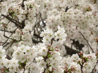 満開の桜