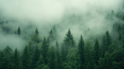 Misty Forest  Foggy Green Coniferous Trees  Nature Scenery