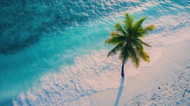 Aerial paradise, Palm tree standing tall on turquoise waters and white sand beach