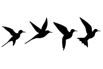Fototapeta premium set of Sabrewing bird silhouette vector illustration
