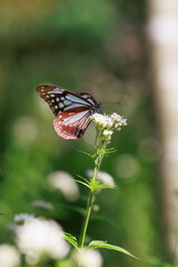 フジバカマを吸うアサギマダラ