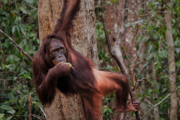 Naklejka premium A orangutan and her baby swings gracefully from a tree branch in the lush rainforest of Borneo, showcasing its agility in the canopy.