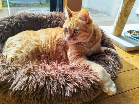 警戒する茶トラ猫