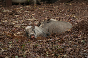 A wild boar sow and her piglet resting in the dense forest foliage