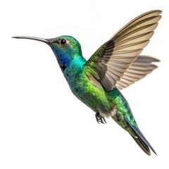 Fototapeta premium hummingbird on green background