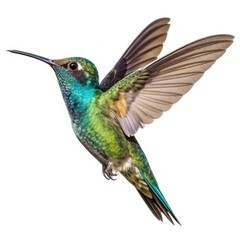 Obraz premium hummingbird on green background