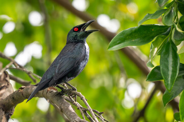 Asian Glossy Starling - Aplonis panayensis, beautiful colored perching bird from Asian forests and woodlands, Singapore.