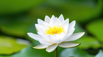 White Water Lily Green Lily Pads, Natural Vibrant Style, High-Definition Soft Focus, Close-up Profile View, Delicate Petals, Peaceful Bloom, Serene Pond, Bright Fresh Tones, Ideal for Spa Marketing