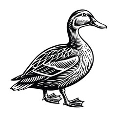 Duck vector isolated on a white background