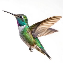 Fototapeta premium hummingbird on green background