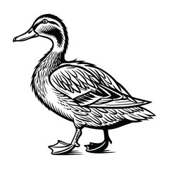 Duck vector isolated on a white background