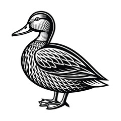 Duck vector isolated on a white background
