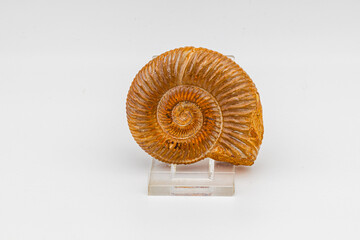 Ammonite fossil