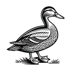 Duck vector isolated on a white background