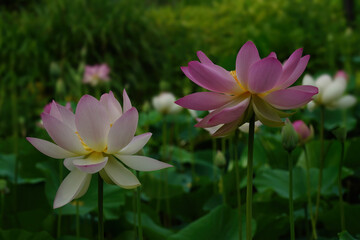 Obraz premium White and Pink Lotus Flowers Blooming at the Pond